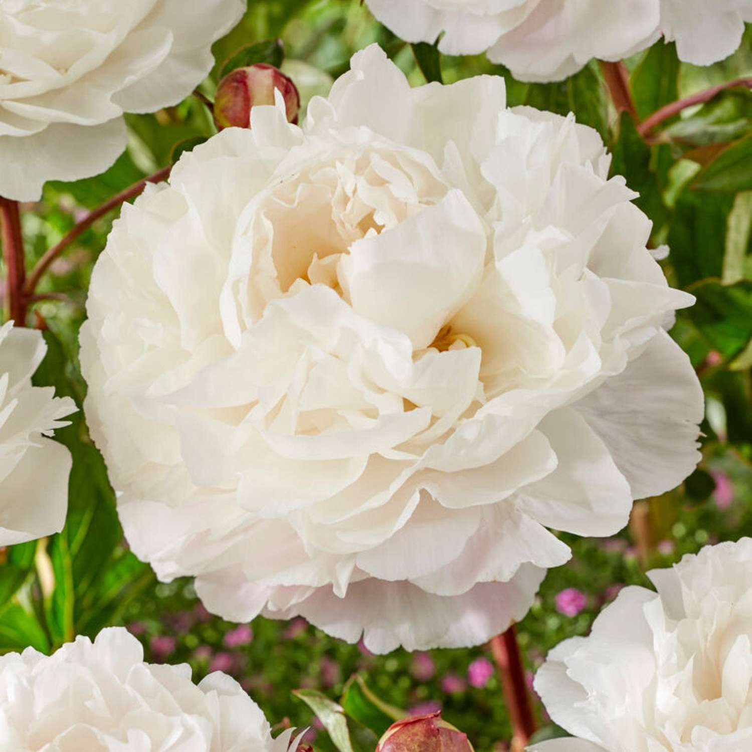 Pivoine ‘Duchesse de Nemours’